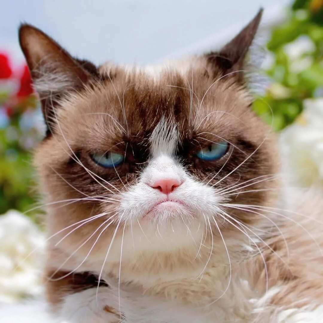 Grumpy cat