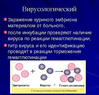 Вирусологический метод исследования его этапы