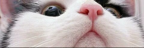 У кота теплый нос