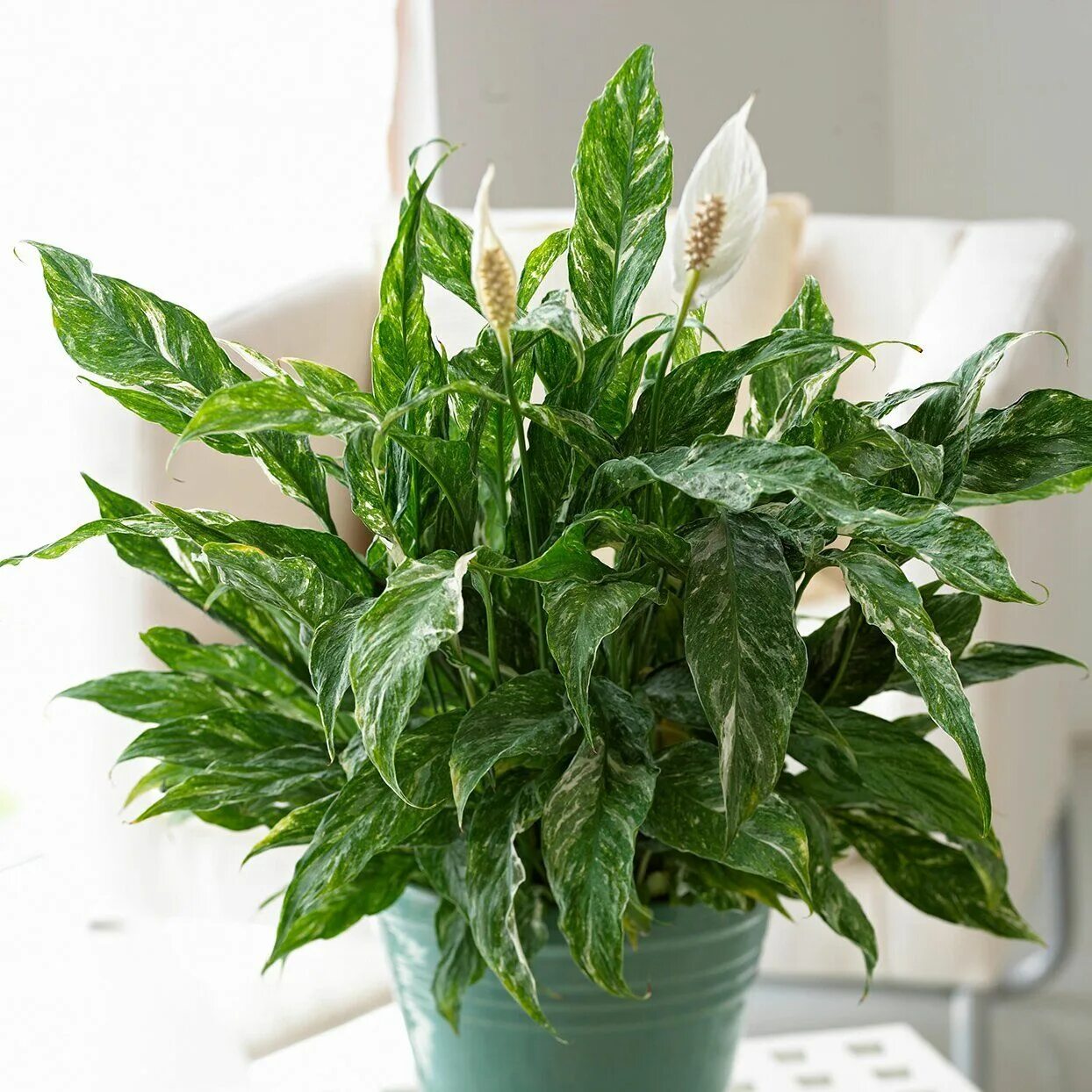Спатифиллум каннолистный spathiphyllum cannifolium. Спатифиллум ложковидный. Спатифиллум геликониелистный. Антуриум андре салатовый. Спатифиллум отцветает.