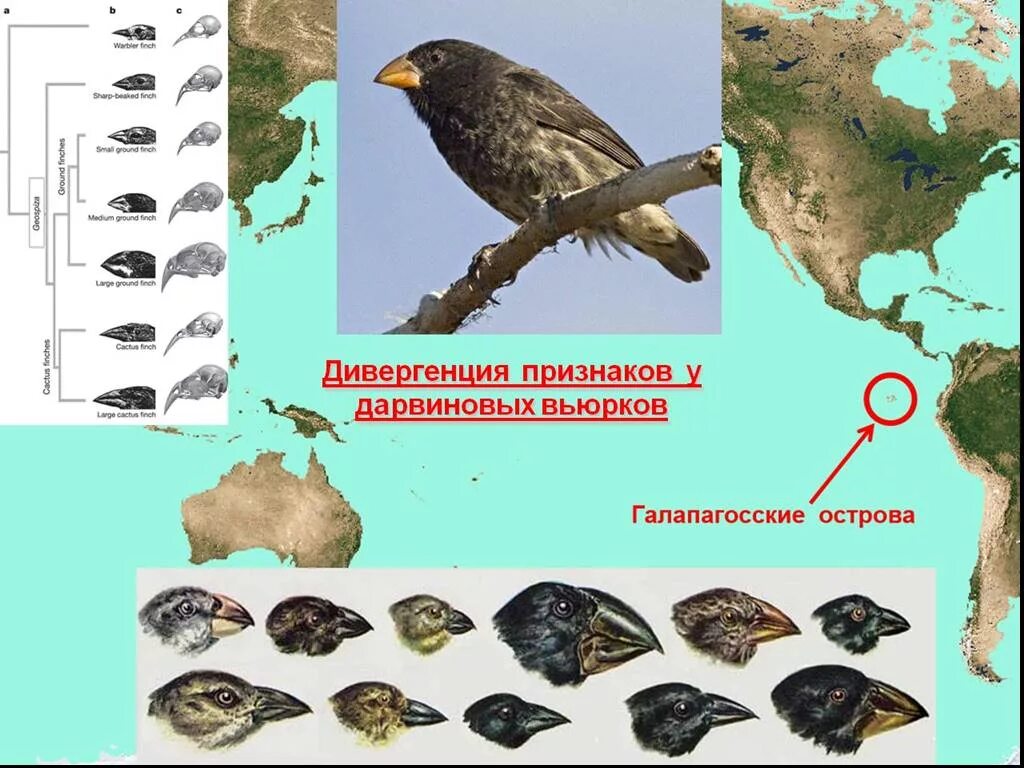 Разнообразие галапагосских вьюрков. Галапагосские вьюрки Дарвина. Дарвиновы вьюрки с Галапагосских островов. Галапагосские вьюрки клювы. Теория Дарвина вьюрки.