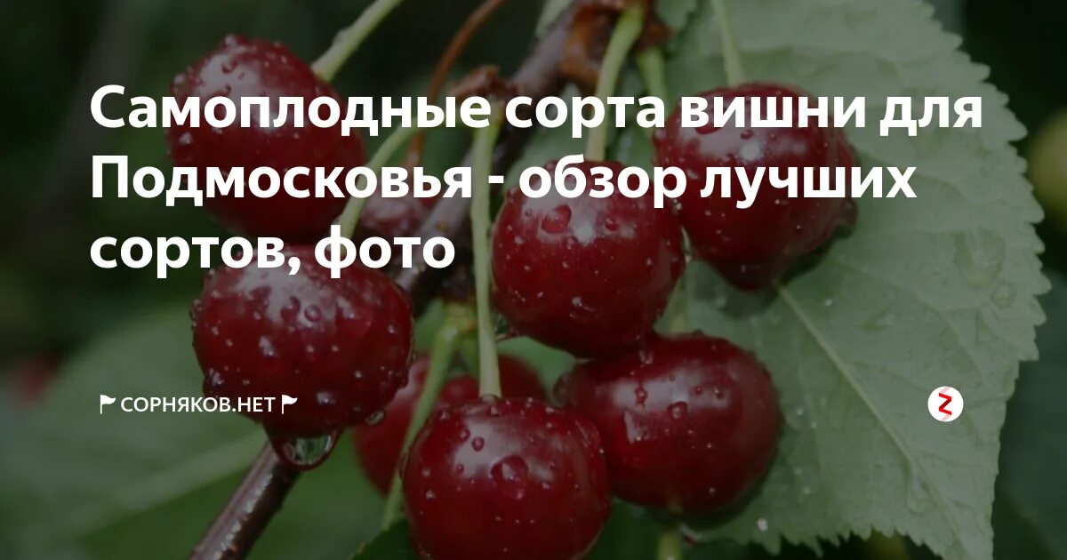 Самобесплодный сорт это. Вишни карликовые самоплодные. самоплодные сорта вишни. самоплодные сорта черешни. сорта вишни для подмосковья.