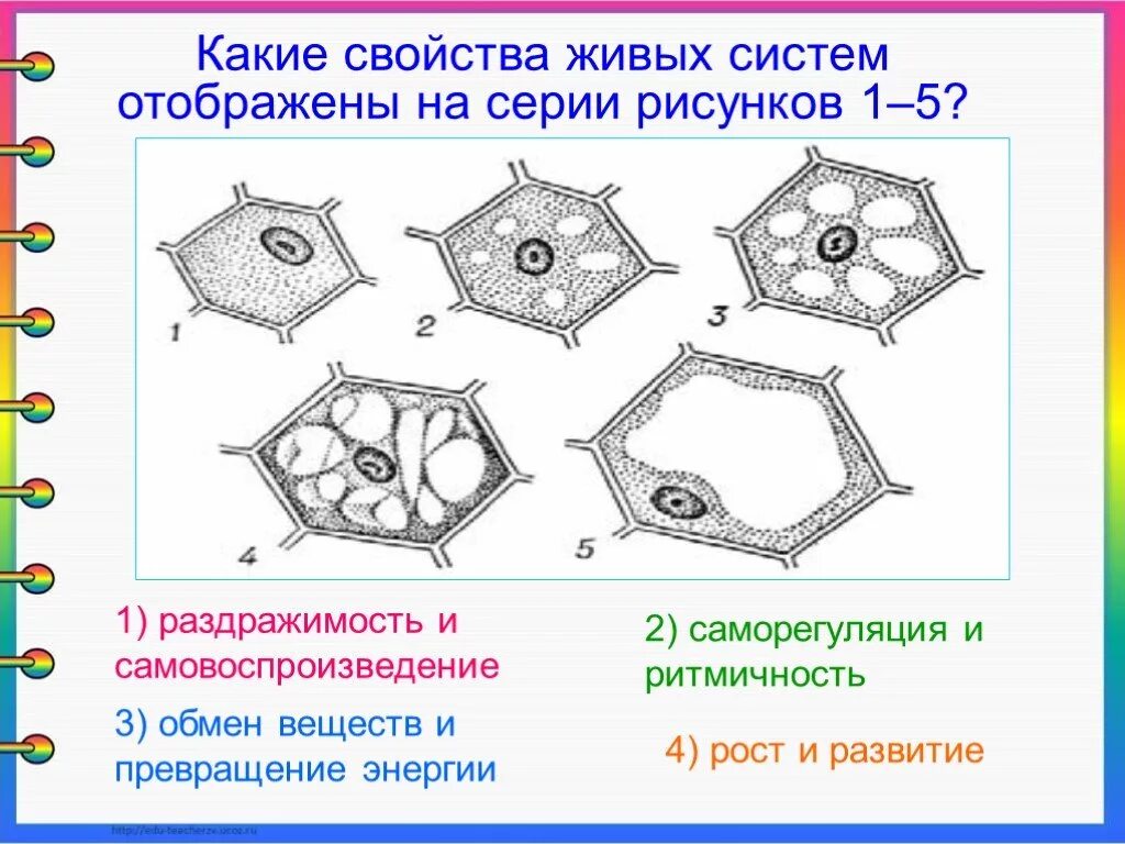 Рисунок 1 рисунок 1 система. Какие свойства живых систем отображены на серии рисунков 1–5?. Изображена клетка в разные периоды жизни. Общее свойство живых систем иллюстрируют. Свойства живых систем клетки.