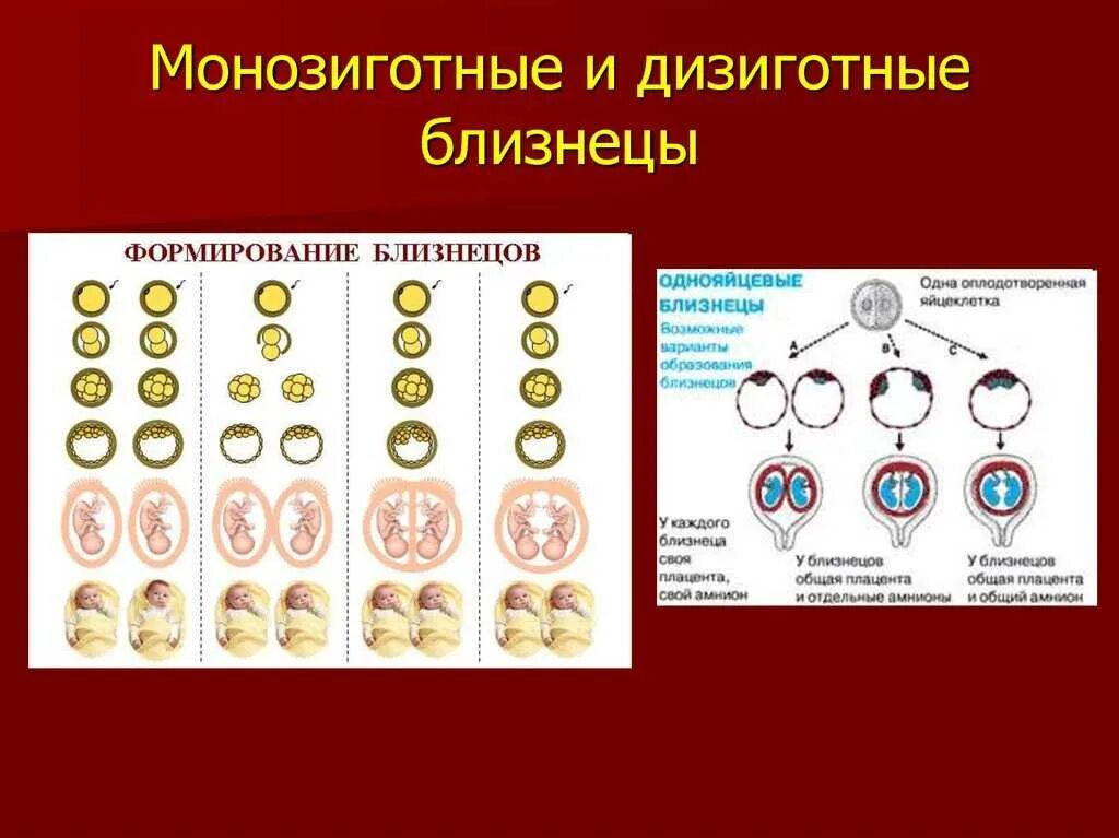 Как получаются близнецы и двойняшки. Монозиготная многоплодная беременность. однояйцевые (монозиготные) близнецы. монозиготные и дизиготные близнецы. однояйцевые близнецы схема.