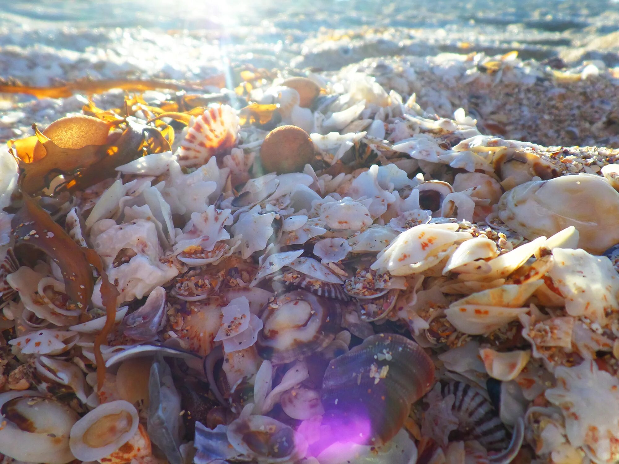 Водоросли ракушки. Ракушки водоросли. Ракушки океана. Ракушки на дне моря. Морские ракушки морепродукты.