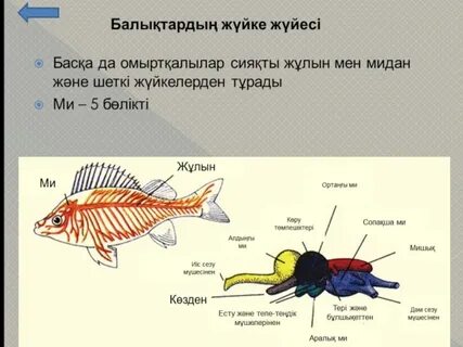 Жетілген әйелдермен орысша порно кастинг