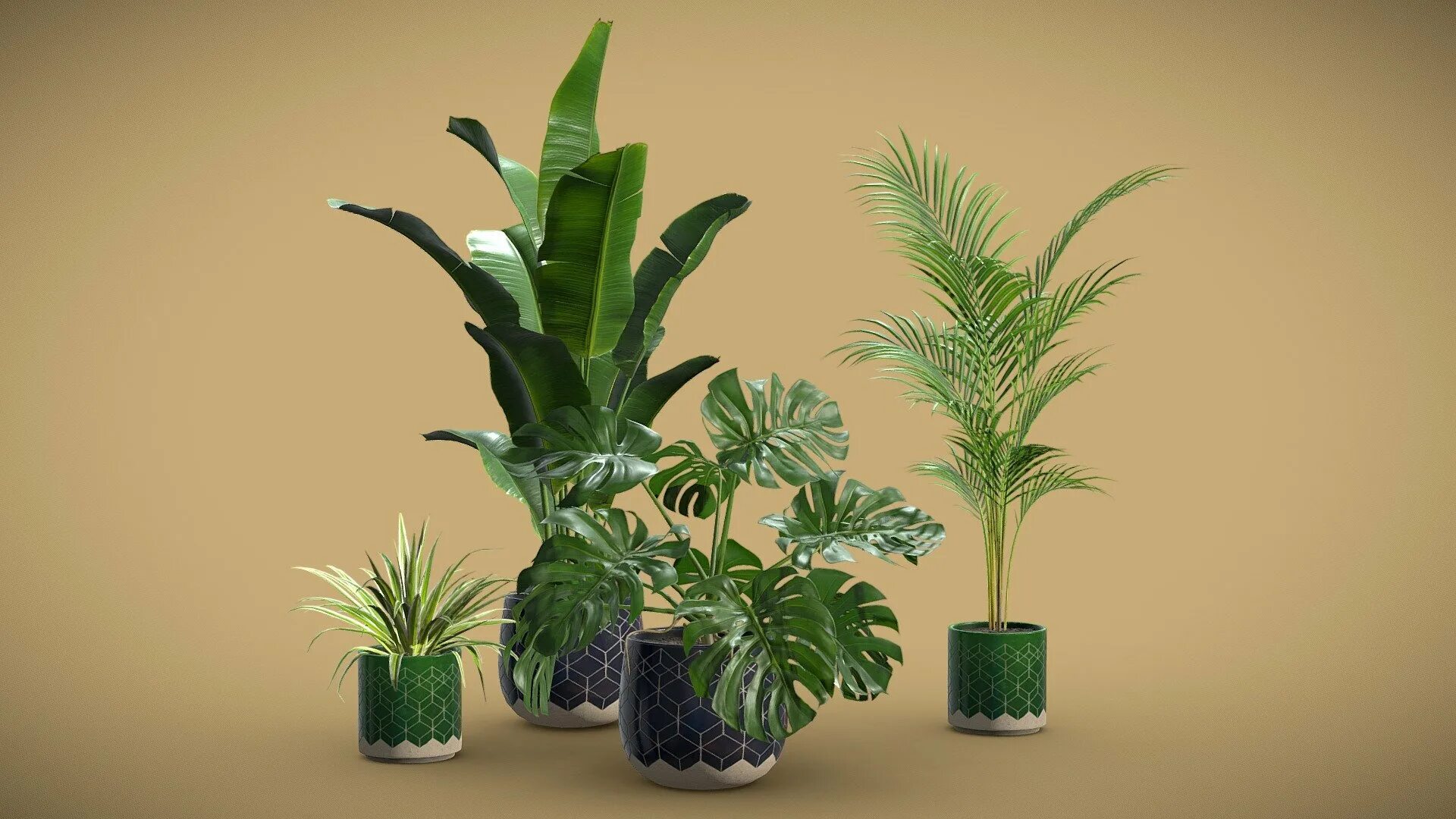 Стрелиция листья. Стрелиция. Realistic 3d render Indoor Plant. Plants pack