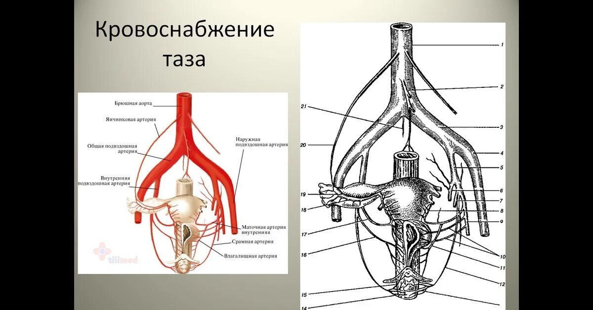 Кровообращение малого таза у женщин