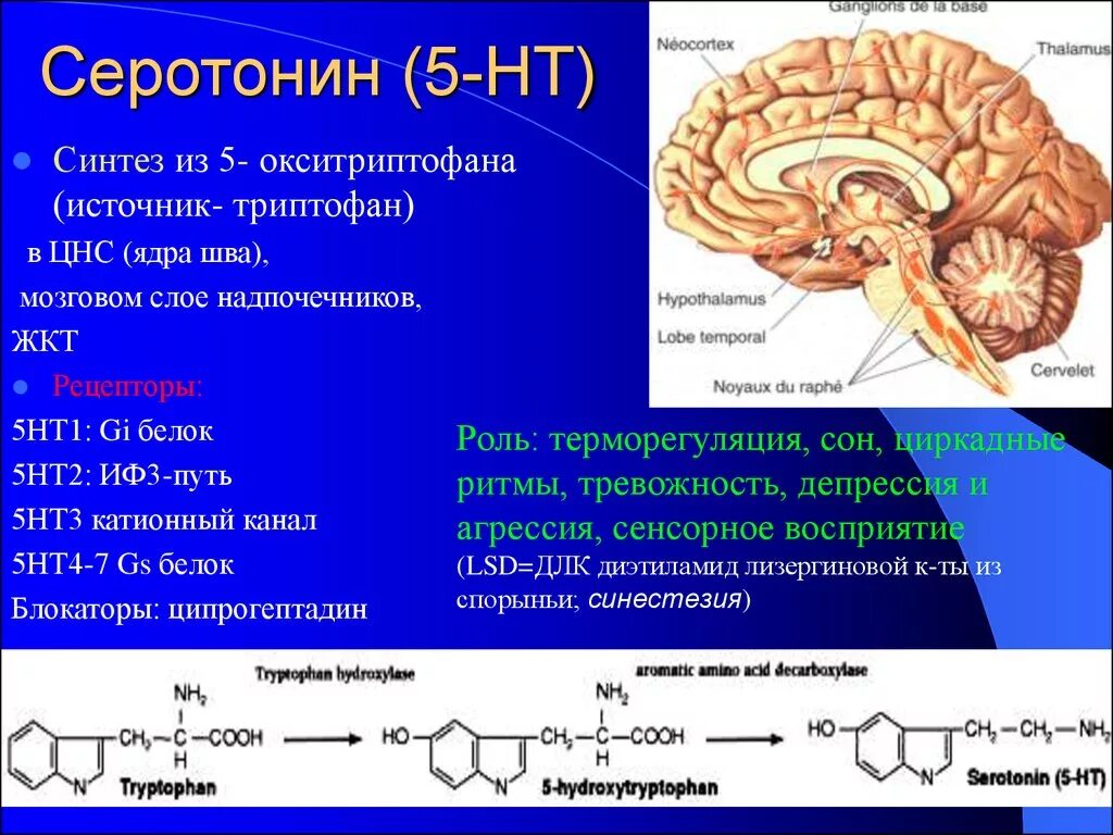 Серотонин для чего. Серотонин. Где синтезируются серотони. Выработка серотонина мозг. Серотонин синтезируется в.