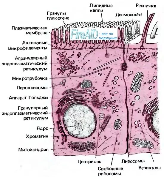 Мембрана придает клетке жесткую форму. Микрофиламенты мембраны. микрофиламенты гистология. плазматическая мембрана гистология. микротрубочки гистология.