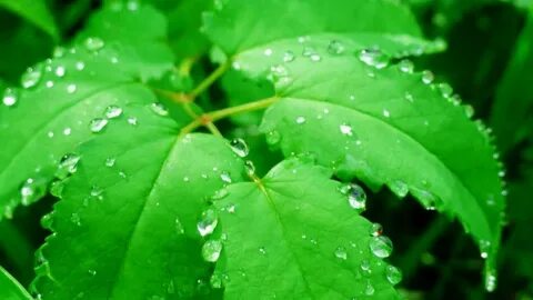 Leaves live