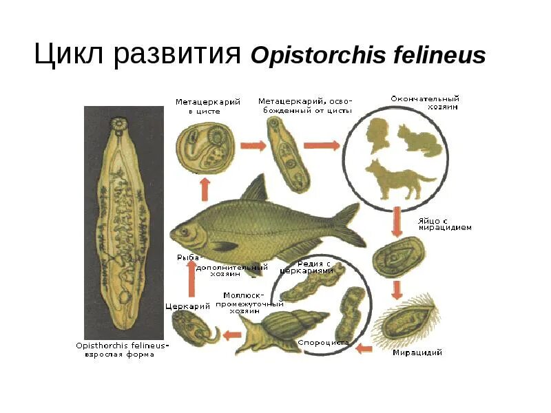 Opistorchis felineus. Opisthorchis felineus промежуточный хозяин. Марита opisthorchis felineus. Opistorchis felineus. Opisthorchis felineus метацеркарий.