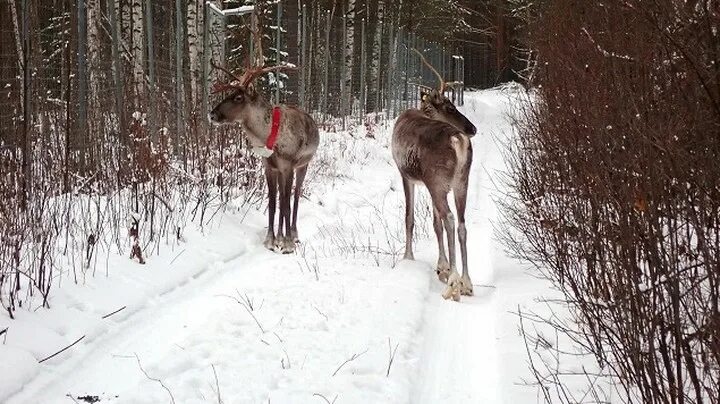 Северный олень в Нижегородской области Керженский заповедник. Керженский заповедник Нижегородской области олени. Экоцентр Керженского заповедника. Северный Лесной олень Кежемский заповедник Нижегородская область. Выпустили оленей