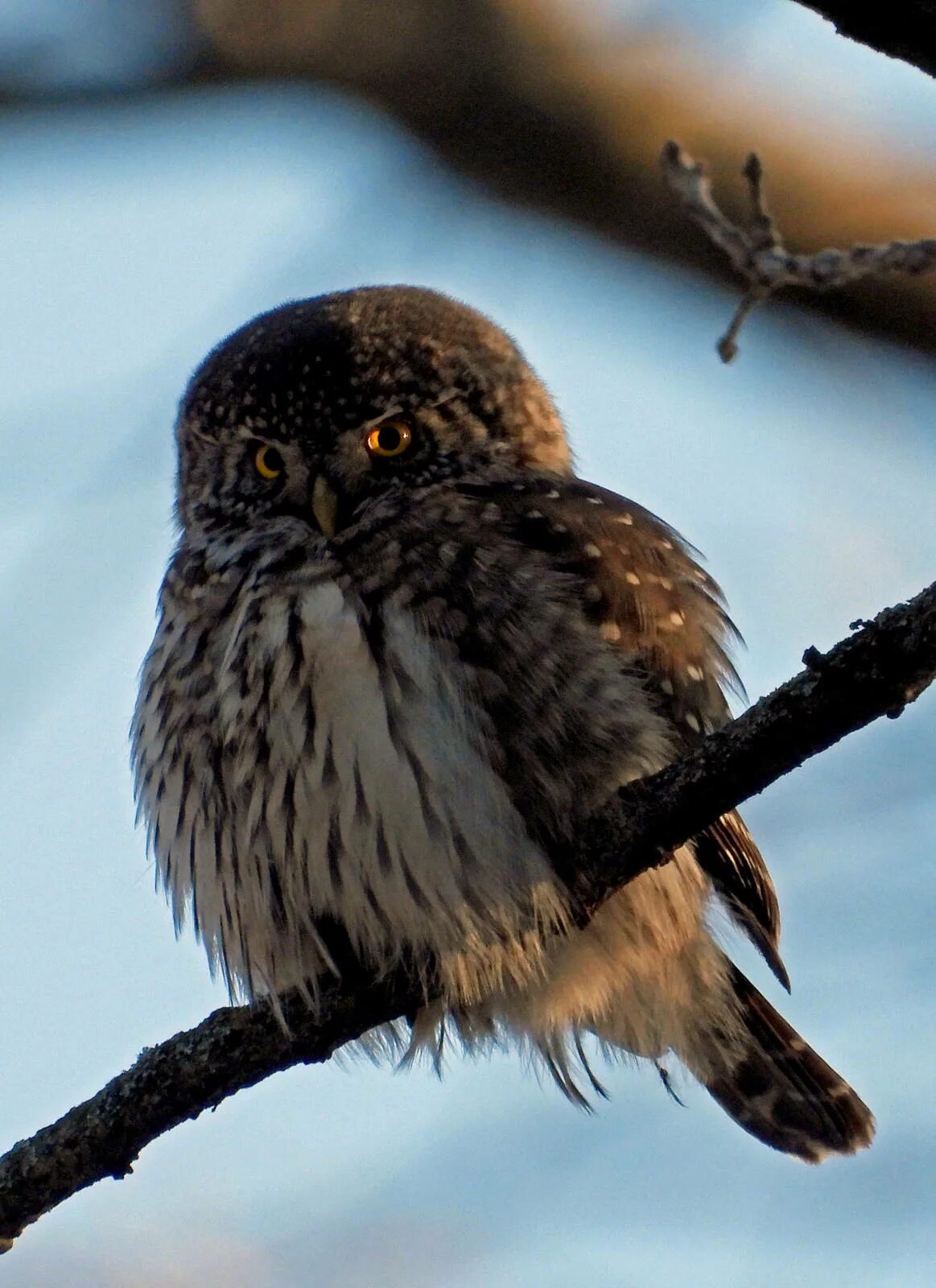 Воробьиный сычик отряд. Glaucidium passerinum. сычик. воробьиный сыч. воробьиный сычик филимоша.