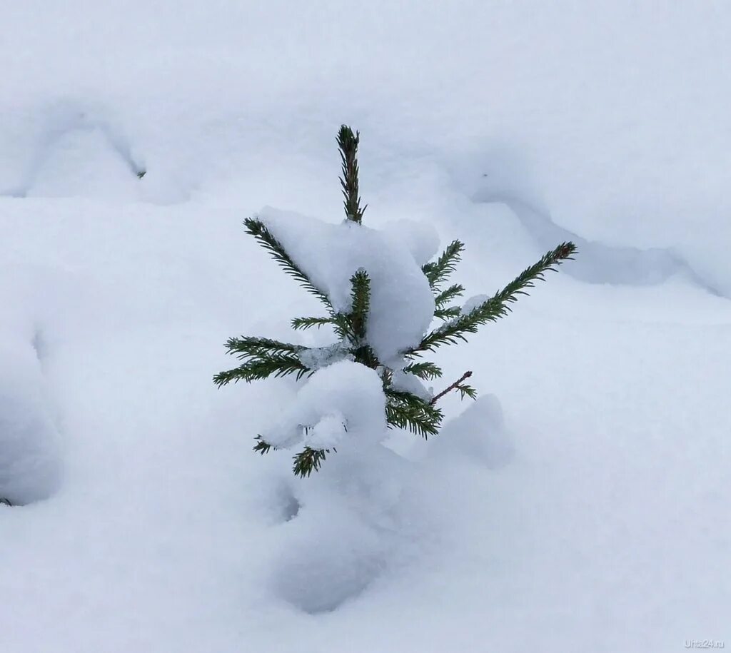 Засыпаны снегом ели. Маленькая елочка зимой. Елка зимой. Маленькая елка в снегу. Маленькая елочка в снегу.