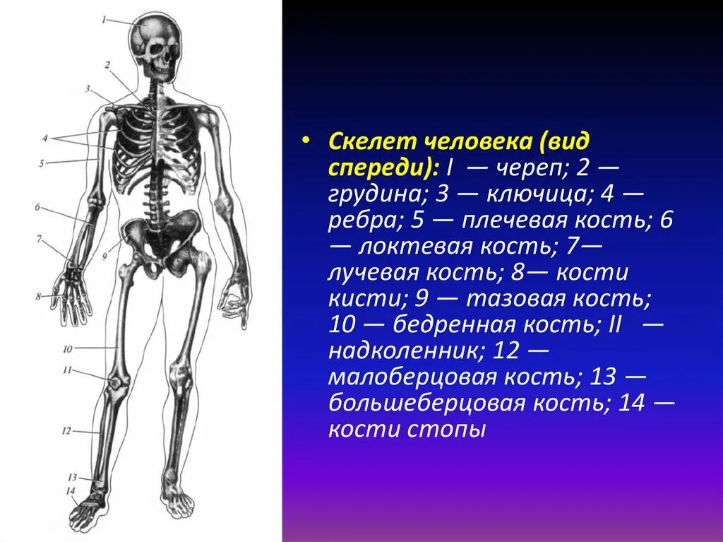 Скелет человека. Скелет человеческий с описанием. Скелет человека спереди. Скелет человека и человек. Скелет участвует в минеральном обмене