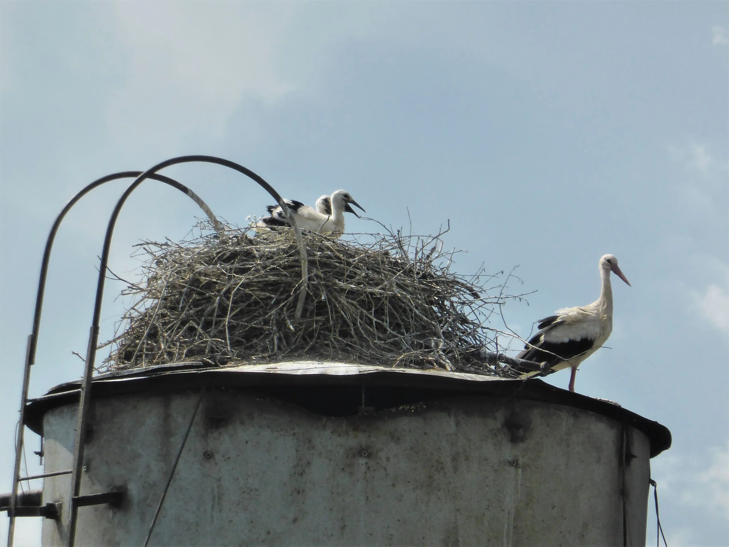 Аисты в природе. Гнездо аистов калуга. Гнездо аистов калуга. Гнездо аистов. Уварово калужская аисты.