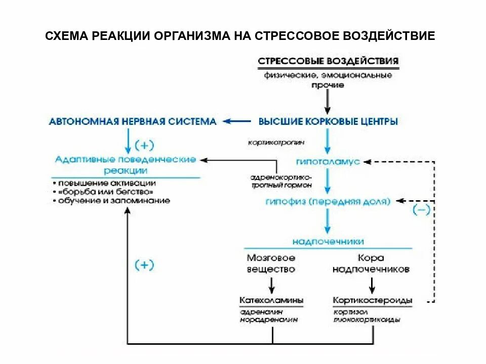 Стресс реакция адаптации. Схема развития стрессовой реакции. Схема адаптационной стресс-реакции. Патогенез стрессовой реакции схема. Схема реализации стрессовой реакции.