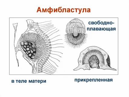 Этапы развития многоклеточных