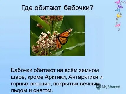 Где живут мотыльки