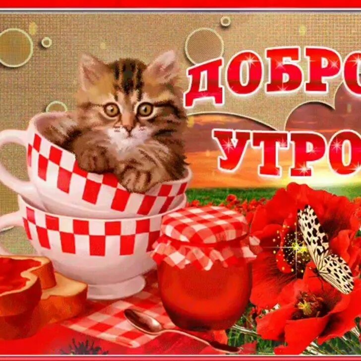 Доброе утро августа с котиками. Доброе утро августа с котиками