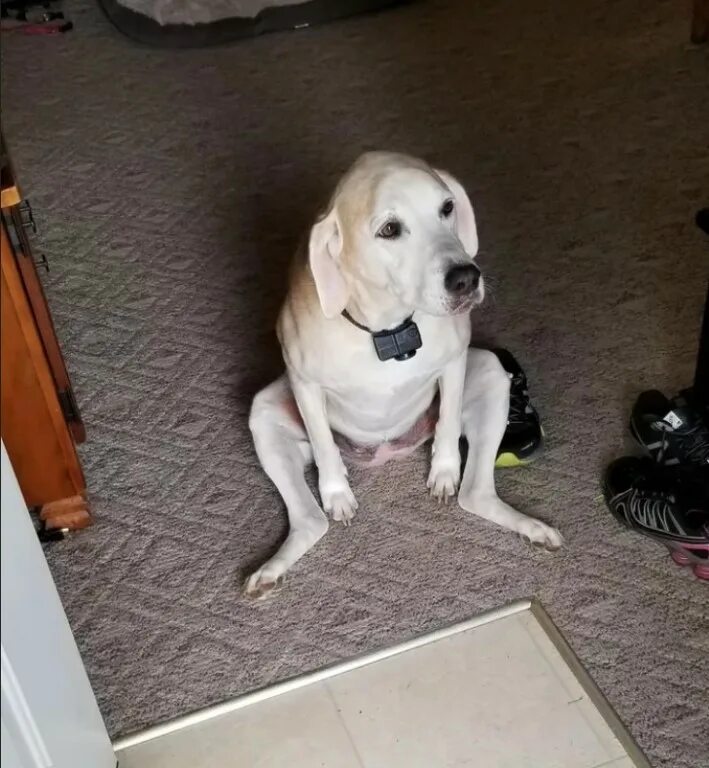 Сел сижу. Присел постоять лежа собака. Мальчик сел на стул. Прикольные позы лабрадоров. Ребенок сидит на табуретке.