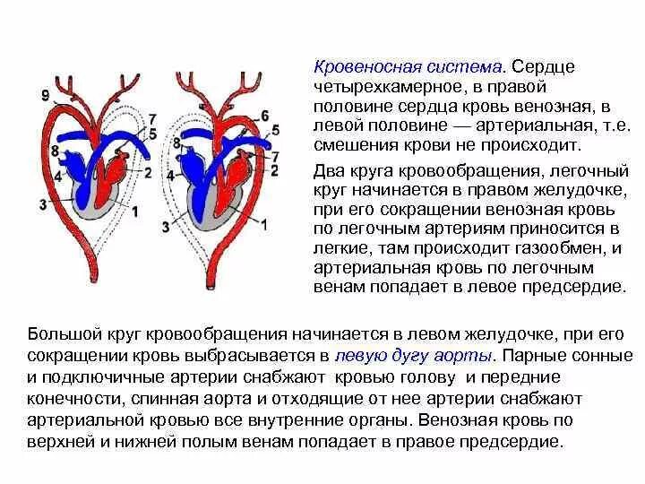 Желудочек сердца имеет неполную перегородку. Кровеносная система. кровеносная система сердца. четырехкамерное сердце. кровеносная система четырехкамерное сердце.