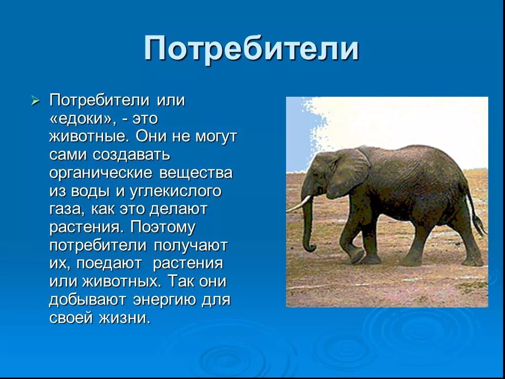 Африканский слон вес и рост. Рост африканского слона. Высота слона и вес. Почему животных называют потребителями. Высота африканского слона.