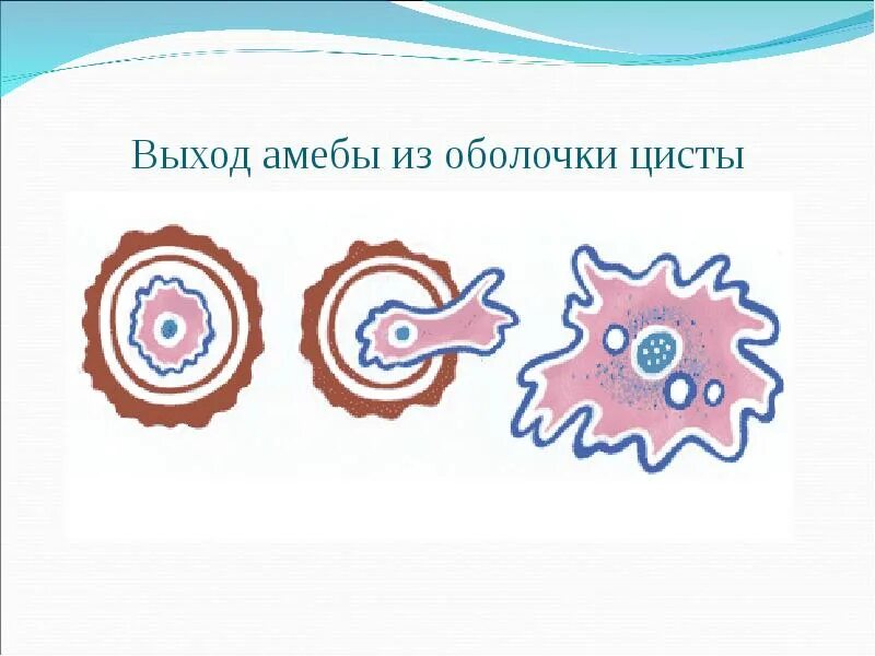 Амеба превращается в цисту