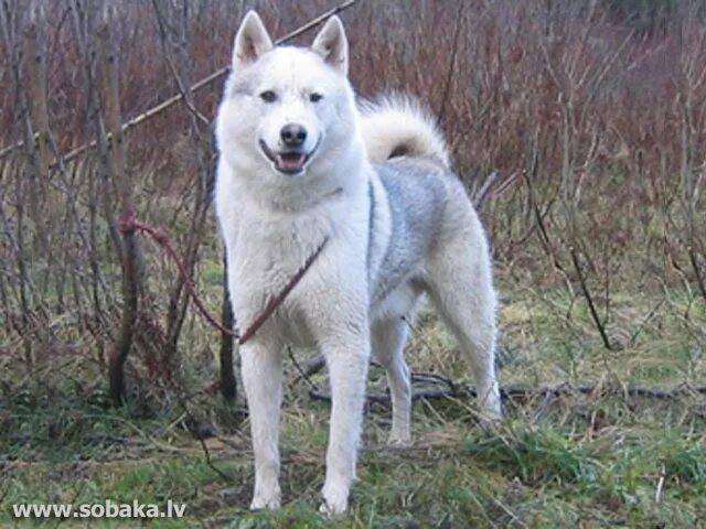 Включи юник лайки. Метис Западно сибирской лайки. Западно Сибирская лайка белая. Западно-Сибирская лайка и хаски. Западносибирская лайка белая.