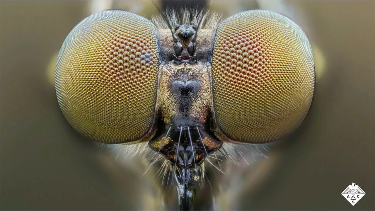 Amazing Scanning Electron Microscope pictures of insects and spiders. Insekten, 