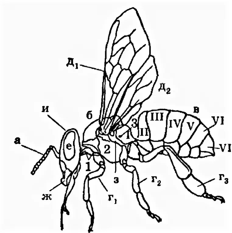 Внешнее строение медоносной пчелы. Строение пчелы медоносной. Внутреннее строение пчелы медоносной. Анатомия пчелы медоносной.