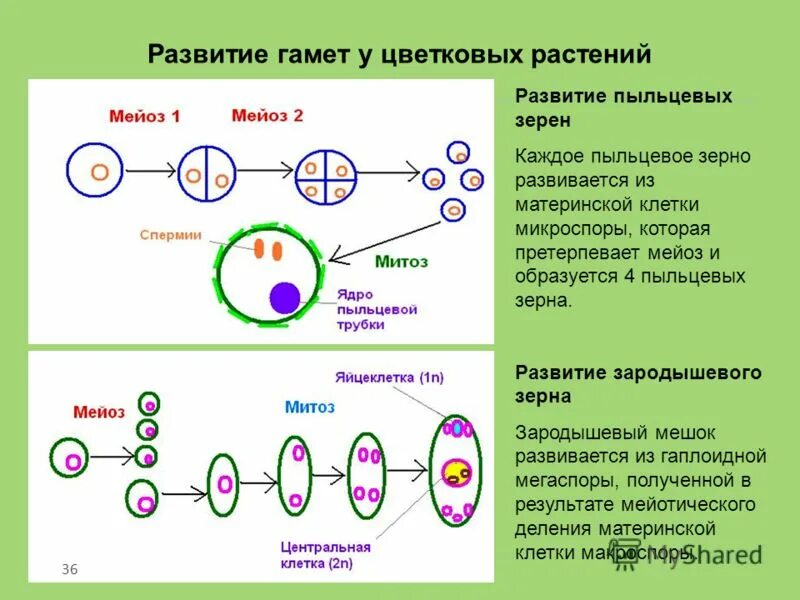 Мужская гамета