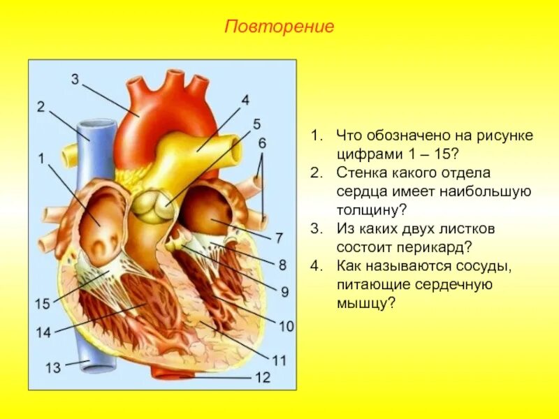 На рисунке изображено строение сердца. Строение сердца. Отделы сердца и сосуды. Строение сердца отделы. Отделы сердца обозначить.