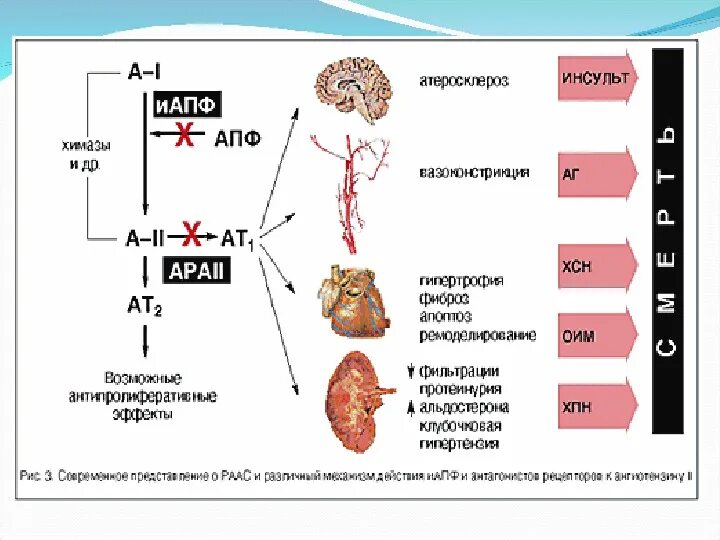 Механизм действия ИАПФ И сартанов. Ингибиторы АПФ И сартаны. Механизм действия ингибиторов АПФ И сартанов. ИАПФ механизм действия. Сартаны ингибиторы