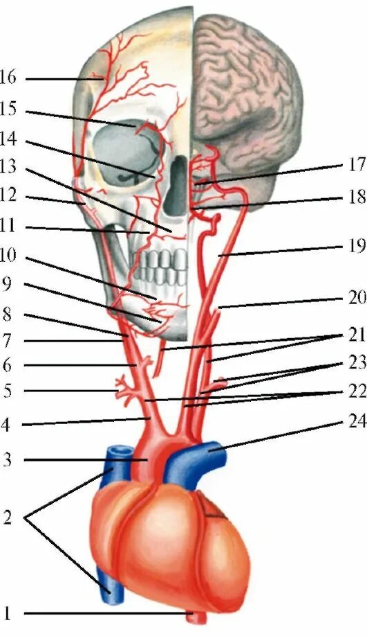брахиоцефальные артерии кт. брахиоцефальные сосуды схема. атеросклероз внечерепных отделов брахиоцефальных артерий. анатомия сонных артерий схема. бца (брахиоцефальные артерии).
