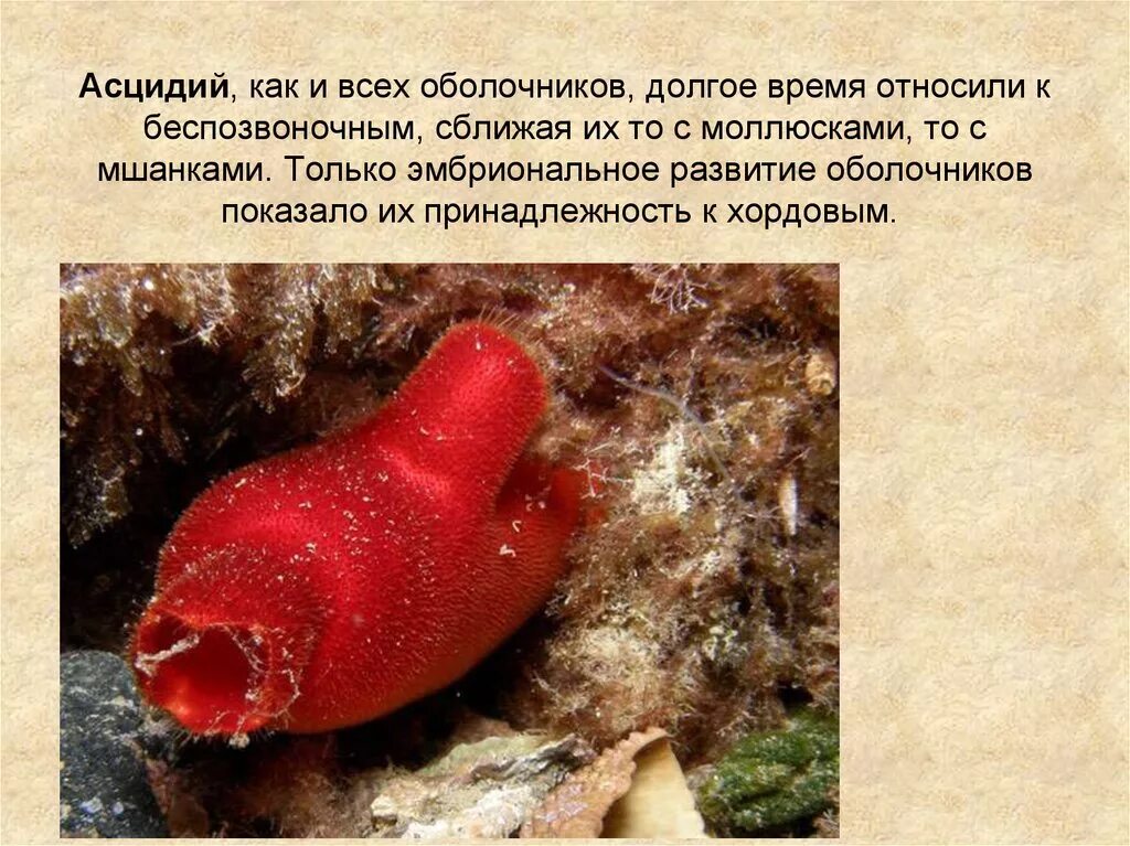 Образ жизни асцидии. Экстракт асцидии пурпурной. асцидия пурпурная halocynthia aurantium. асцидия взрослая особь. хордовые асцидии.