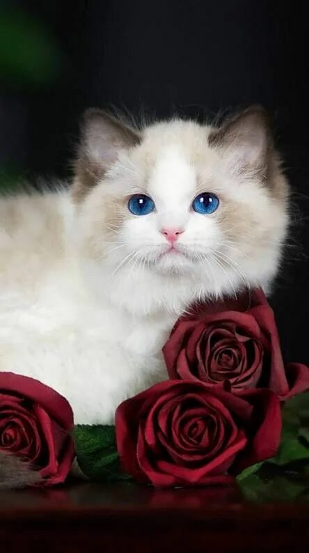 Pin by I ღ Cats on Flowers & Cats Cute cats and dogs, Cute baby cats, Cute littl