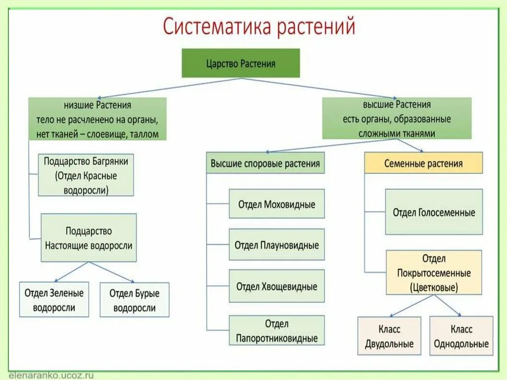 Царство растений классификация схема 5 класс биология. Систематика растений подробная. Систематика растений 6 класс биология конспект. Систематика растений 6 класс Пасечник. Систематические группы схема