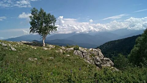 Где растет гора