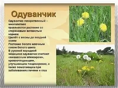 Фотографии растений донецкого края Дары природы Фотогалерея природы на greenmatr