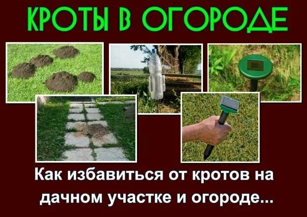 Средство от кротов на участке. Средство против кротов на даче. Уничтожение кротов на дачном участке. От кротов на дачном участке эффективное средство.