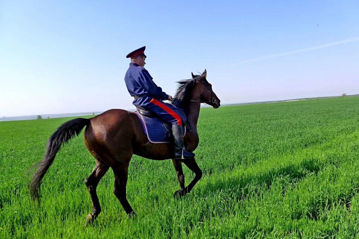 лошадь в поле. лети конь мой вороной любимый мой. татарка тарас бульба. дмитрий назаров пока станица спит. донская степь казаки.