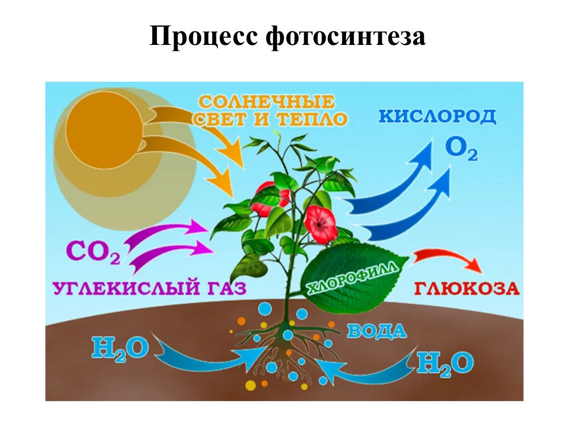 Процесс фотосинтеза у растений. Схема фотосинтеза у растений. Процесс фотосинтеза у растений схема. Схема фотосинтеза у растений биология.