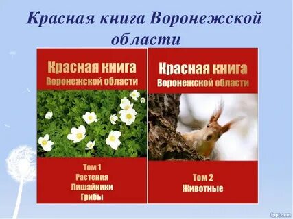 Красная книга группа