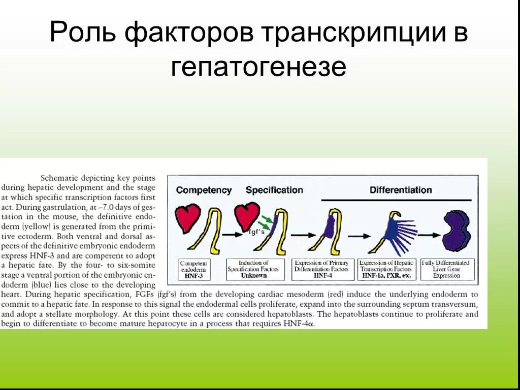 Роль транскрипции. Факторы транскрипции. Транскрипция ДНК транскрипционные факторы. Роль факторов транскрипции генов. Общие факторы транскрипции.