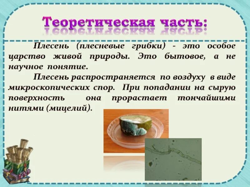 Плесень исследовательская. Плесень исследовательская работа. Плесень презентация. Теоретическая часть про плесень. Презентация на тему плесень.