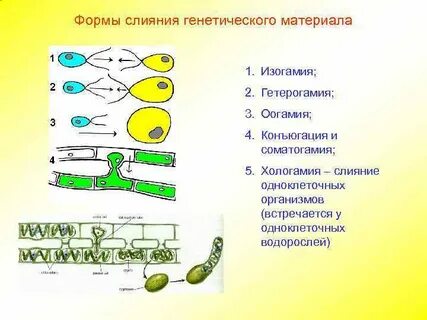 Конъюгация характерна для