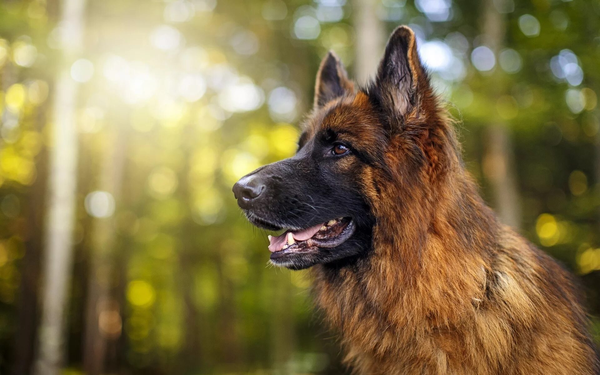 Обои на стол собаки. German Shepherd немецкая овчарка. Джерман Шеферд. Бельгийская овчарка длинношерстная. Немецкая овчарка Шеферд.