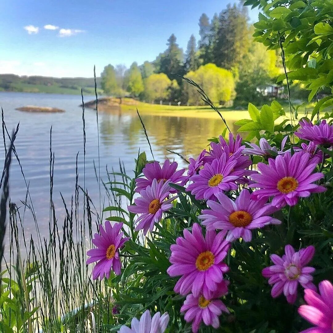 Летний пейзаж. Летняя природа. Лето цветы. Доброе утро природа. В этом году будет хорошее лето